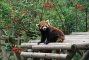 Chengdu Giant Panda Base