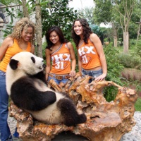 Chengdu Panda Breeding Centre