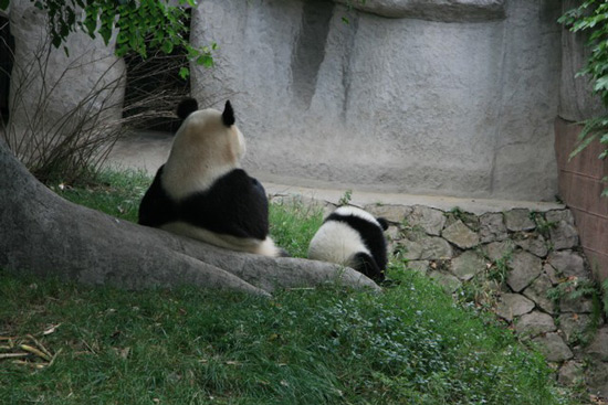 Chengdu Giant Panda Base