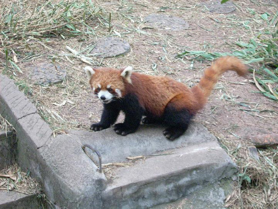 Chengdu Giant Panda Base