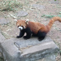 Chengdu Giant Panda Base, Sichuan Tours