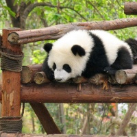 Chengdu Panda Breeding Center