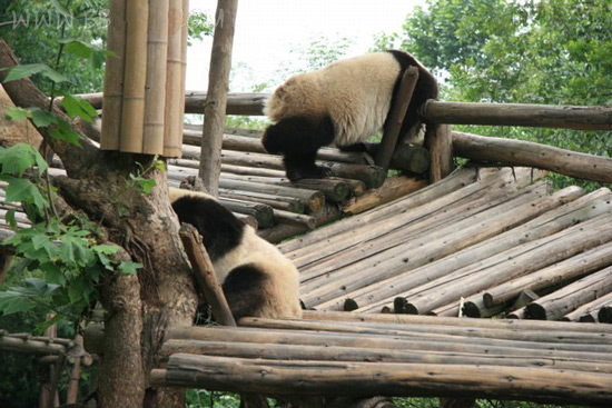 Chengdu Giant Panda Base