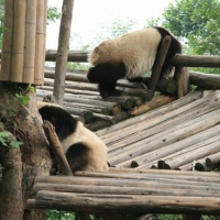 This base was established in 1987 and started a research with 6 six wild giant pandas. The base not only to provide technical support for scientific research on wild pandas, but also to increase the wild population through improved management and ultimately reintroduction of individuals into areas from which the in situ populations have declined. By 2008, the number of pandas bred in the area was up to 83. The research has achived a outstanding achievements.