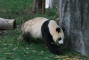 Chengdu Giant Panda Base