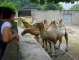 Chengdu Zoo