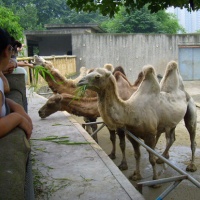 Chengdu Zoo, Sichuan Tours