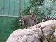 Chengdu Zoo