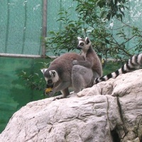 Chengdu Zoo, Sichuan Tours