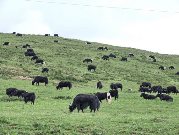 Yading Natural Reserve