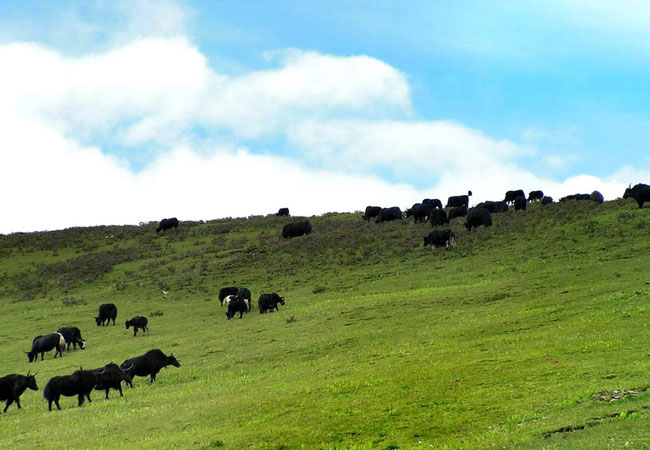 Yading Natural Reserve