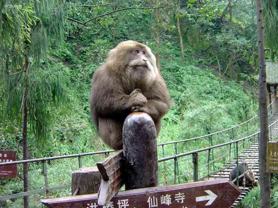 Emei Mountain