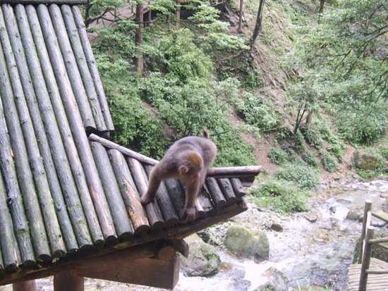 Emei Mountain