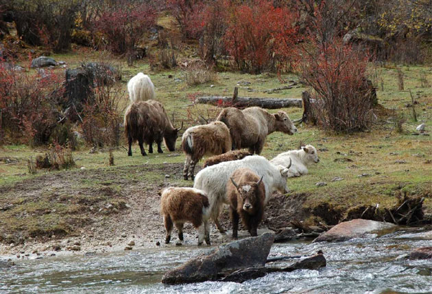 Siguniang Mountains Scenic Area