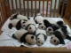 Wolong Pandas