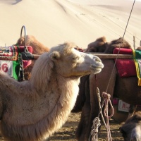 Echoing-Sand Mountain Dunhuang, Silk Road Tours