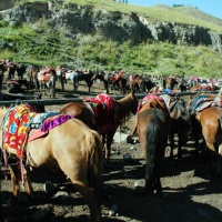 Urumqi Nanshan Grasslands, Xinjiang Silk Road Tours
