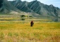 Xiahe