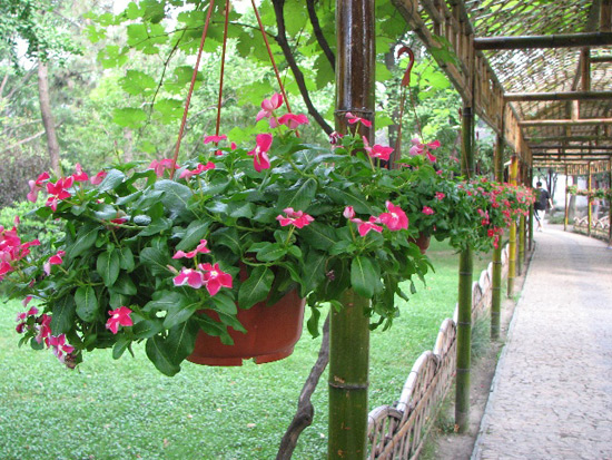 Humble Adiministrator's Garden, Garden View Suzhou