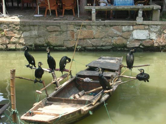 Tongli Old Town