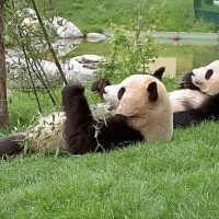 China giant panda