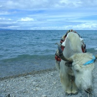 Namtso Lake, Tibet Tours