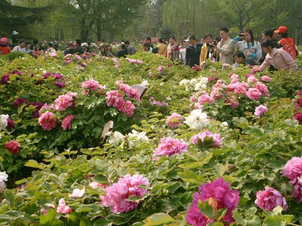 Luoyang Peony Festival