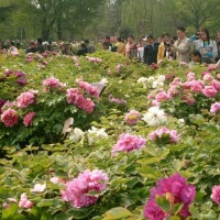 Peony Festival, Luoyang China