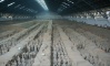 Terra Cotta Warriors, The Terracotta Warriors