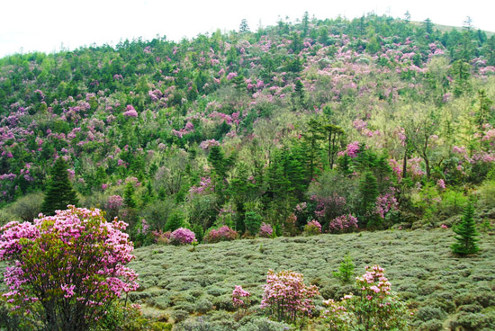 Mountain Laojun