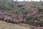 Mountain Laojun