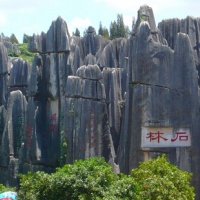 Stone Forest