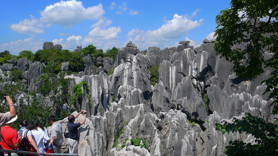 Stone Forest