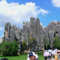 Stone Forest