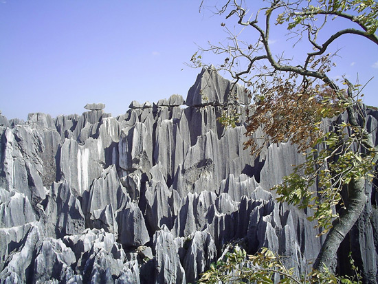 Stone Forest