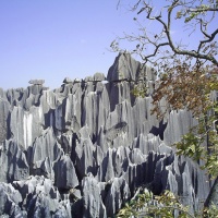 Stone Forest