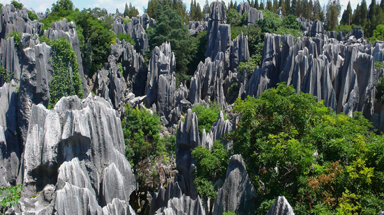 Stone Forest