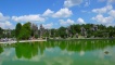 Stone Forest