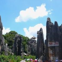 Stone Forest