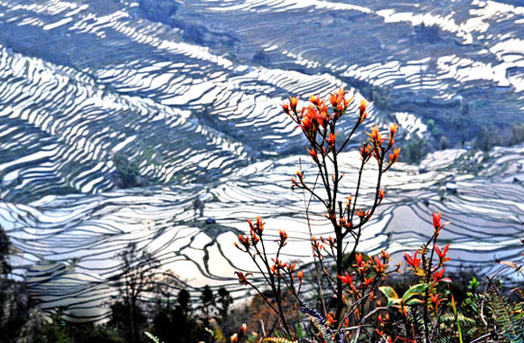 Yuanyang Rice Terraces