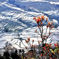 Yuanyang Rice Terraces