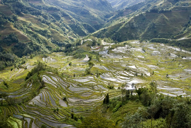 Yuanyang Rice Terraces