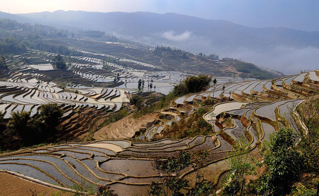 Yuanyang Rice Terraces