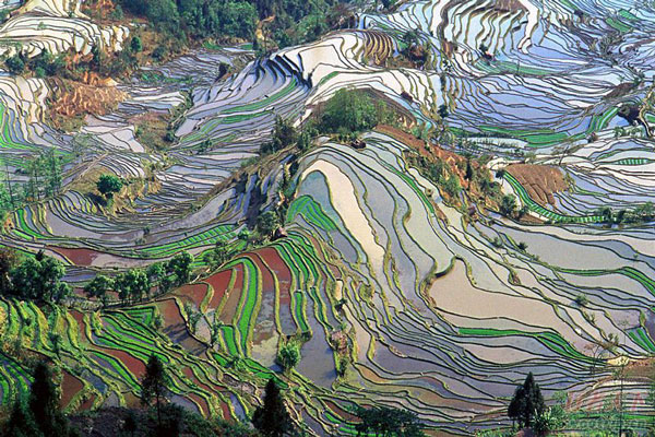 Yuanyang Rice Terraces